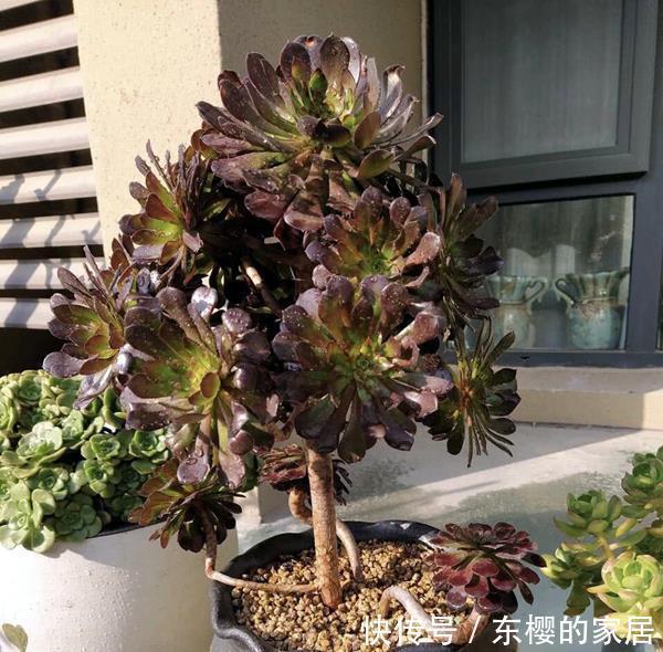 法师|多肉黑法师如何通过砍头一变多