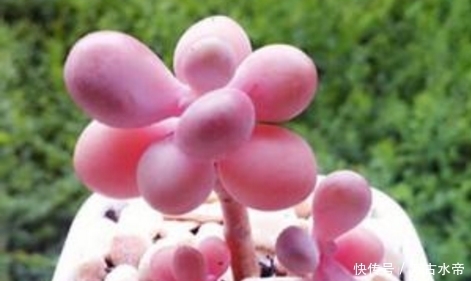 肉友|多肉植物不养肥不好看,看看资深肉友的养肉经验