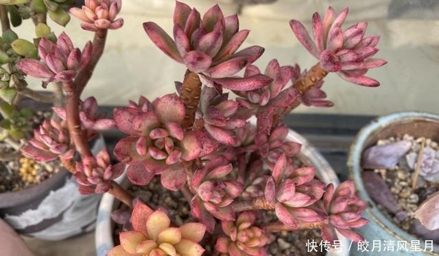 度夏|绿了也是心头肉,开始为度夏担忧!