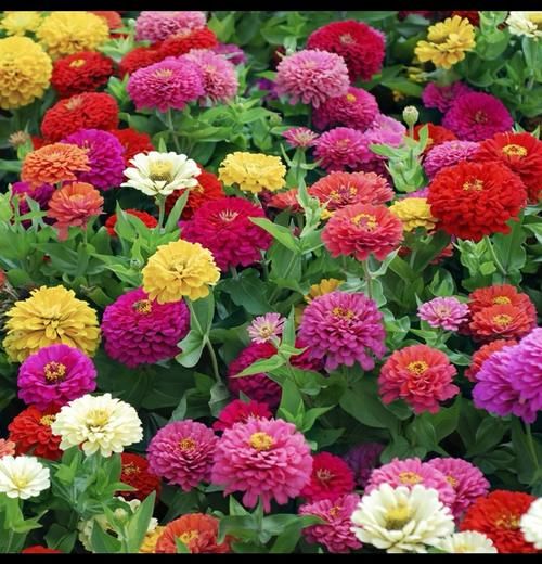 “百日菊”你知道是什么植物吗？