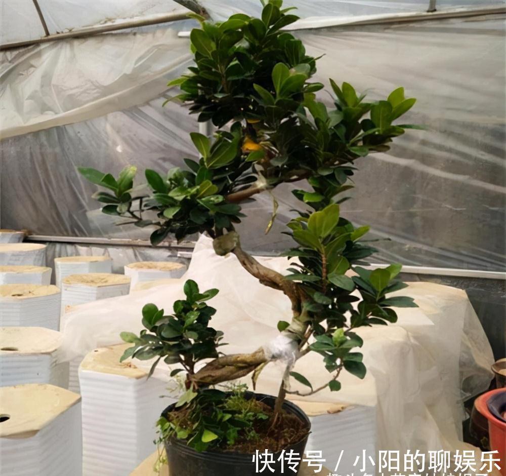 7种带“钱”字的花，寓意好、观赏价值高，都喜欢在家里栽培