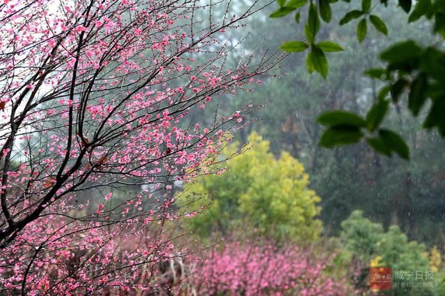 梅花|梅花盛放喜迎春节