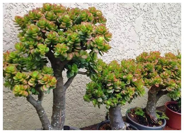 玉树栽种在家吉祥吗秋冬季养护玉树要注意什么