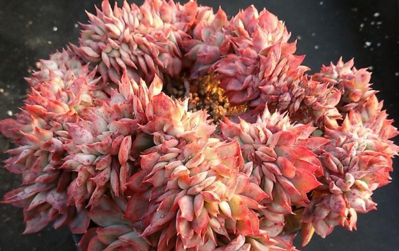 这“三多肉”是缀化小能手,无需掐剪,就能“密密麻麻”蹿满芽