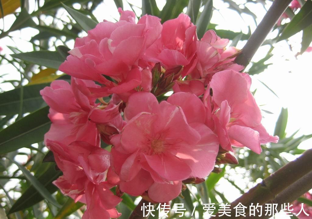 平安花|立冬已至，这三种“平安花”家中一定要有，寓意招财富贵鹏程四海