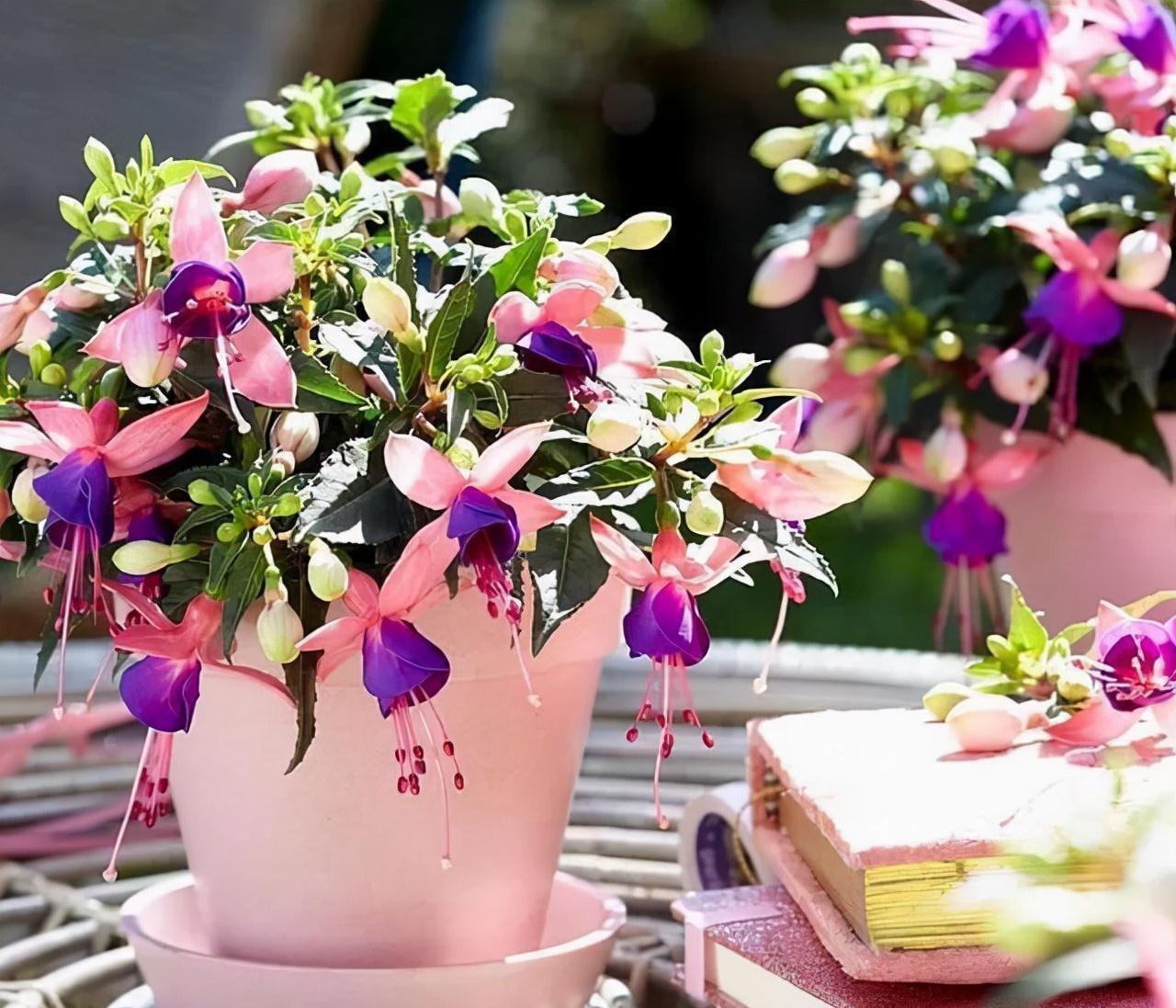 “10种花”好养又漂亮,有点散光就“生长”,花叶俱美,富贵大气