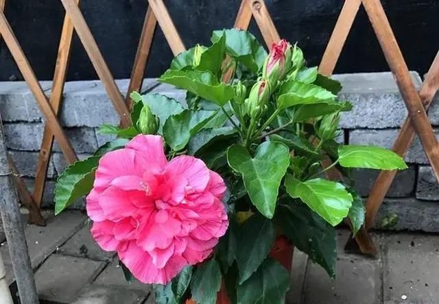 春季养护|三月初,这“四朵花”任意养长,枝叶绿,花开,一年到头都在开花