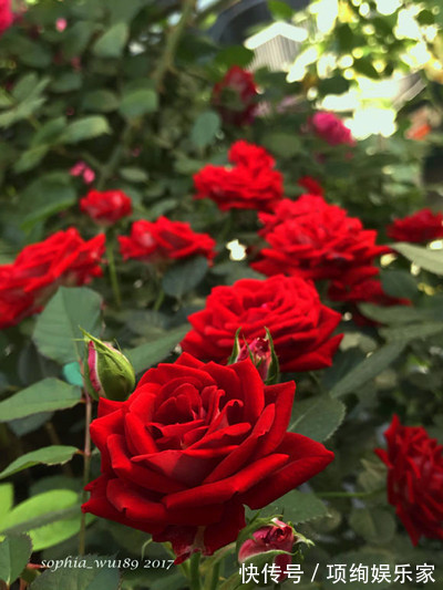 花仙子的阳台,30多种月季如瀑布,路人都停下来观望,太美了