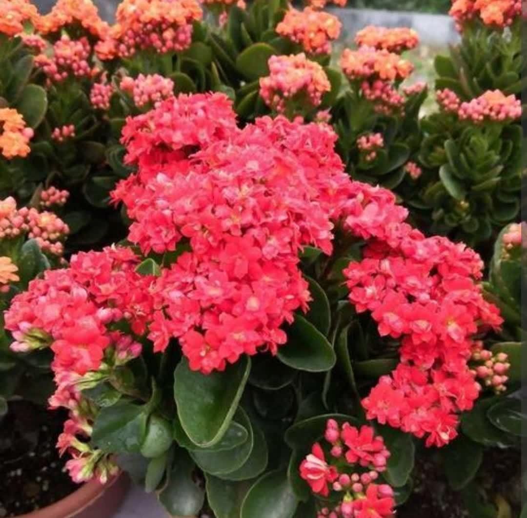 马齿苋花|几种开花漂亮又好养的便宜花,阳台养护很合适,超美的