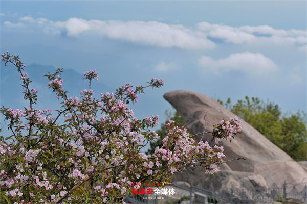 东风|东风袅袅泛崇光 岱顶海棠灿若霞