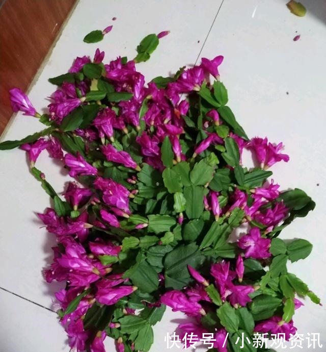 兰花|蟹爪兰花后处理及时“理发”,让它“坐月子”,来年再爆盆!