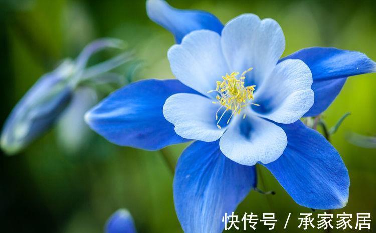 美极了|从8月20日开始，家养此款花卉，花型奇特美丽，养盆放阳台美极了