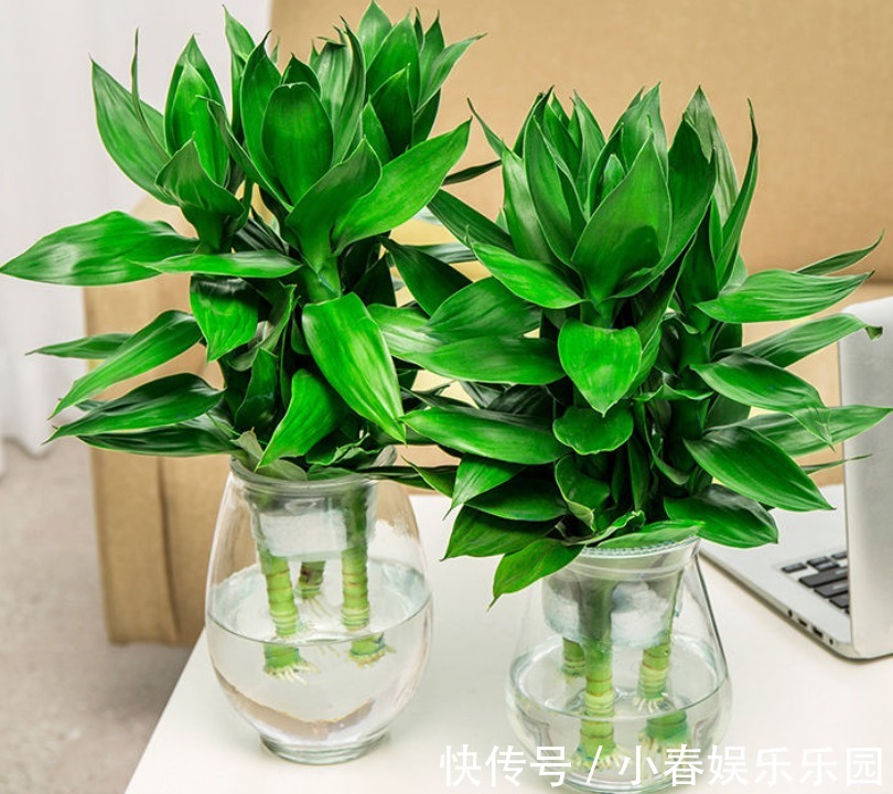 建议爱花人:客厅别养富贵竹了,这一盆栽更值得养,寓意是真好