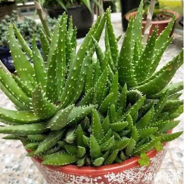 养芦荟,盆里浇一种“肥水”,侧芽不停冒,一年长满盆,又开花