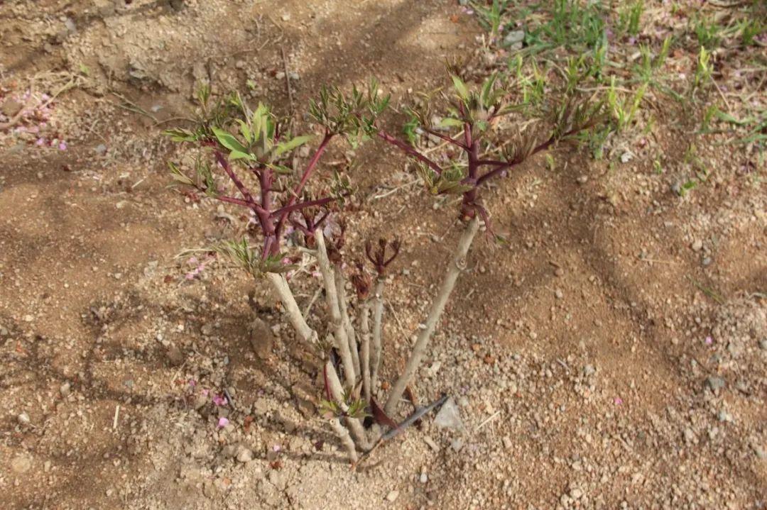 品种|这花只能秋天养,埋土里就活,晚了再等一整年!