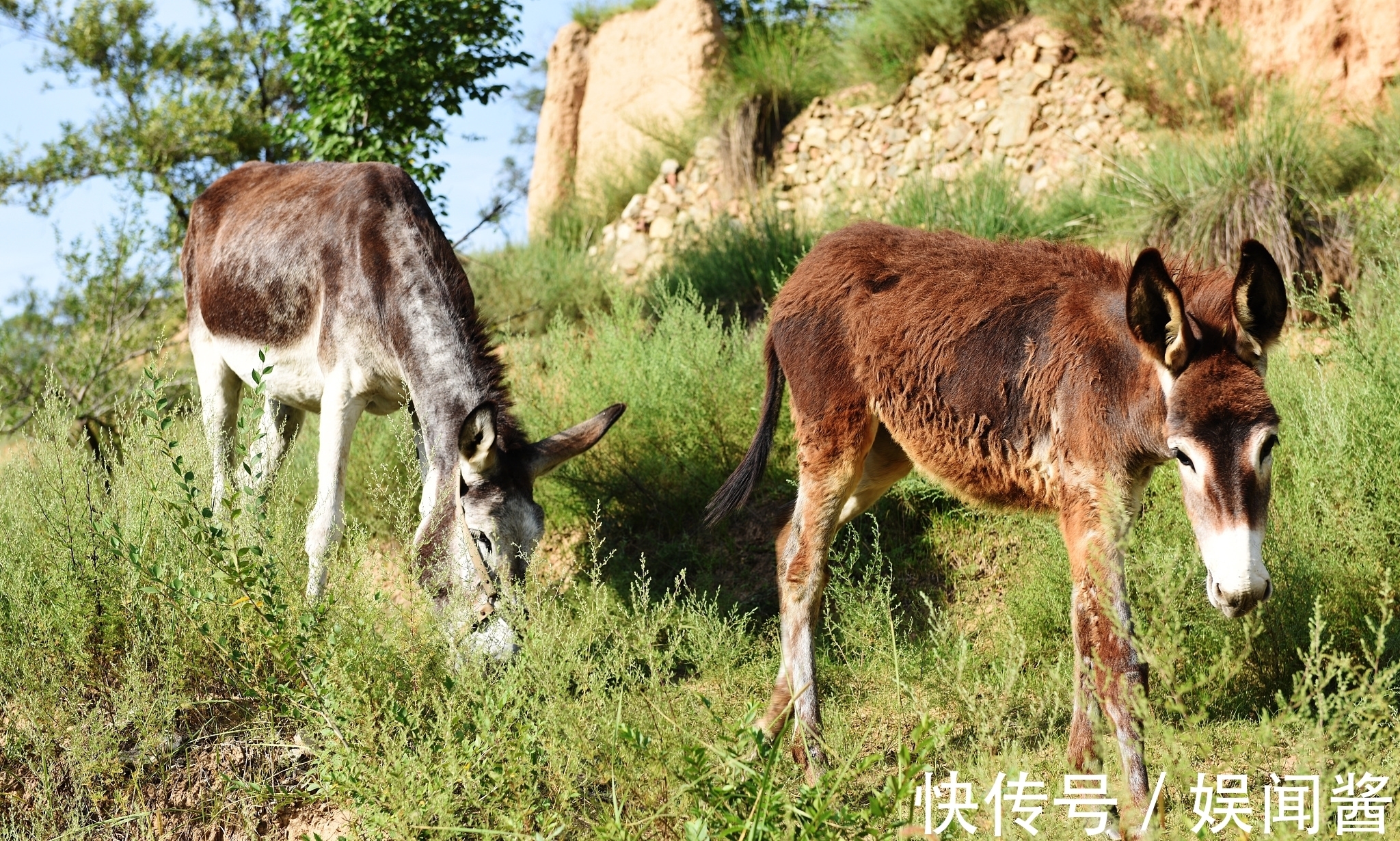 诺奖!诺奖得主莫言讲了一个人的轮回故事:人生的痛苦疲劳皆因贪欲引起