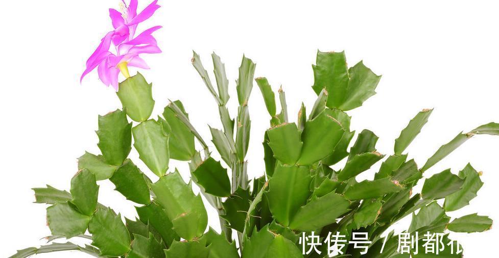 繁殖|蟹爪兰如何快速生根,使用此水培法,20天就能长出大量新根