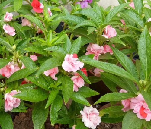 凤仙花，除了染指甲，还有很多作用，少有人知道