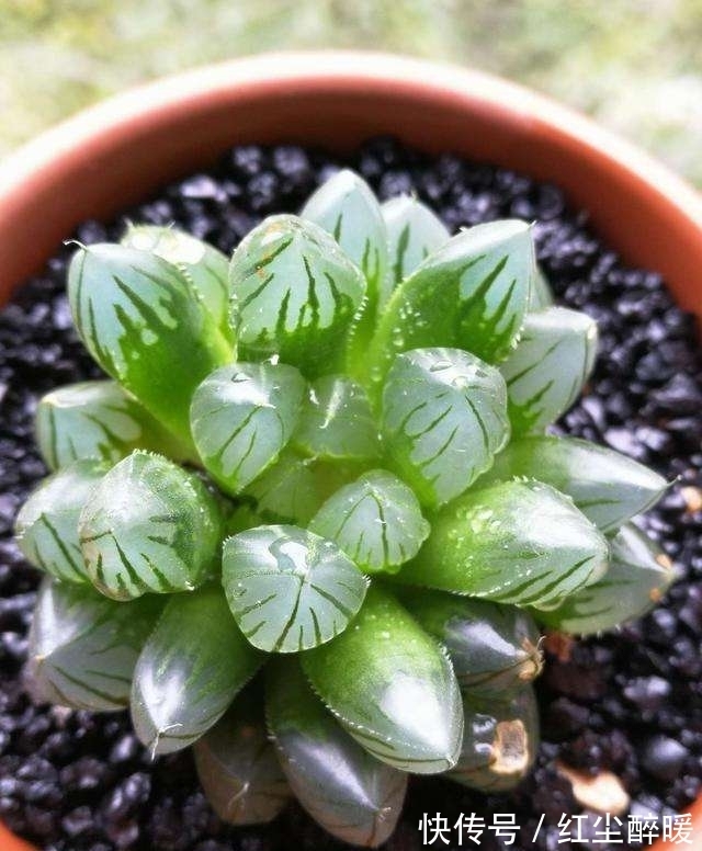 现在这个季节扦插多肉,只要温度合适,反而冬天长更快