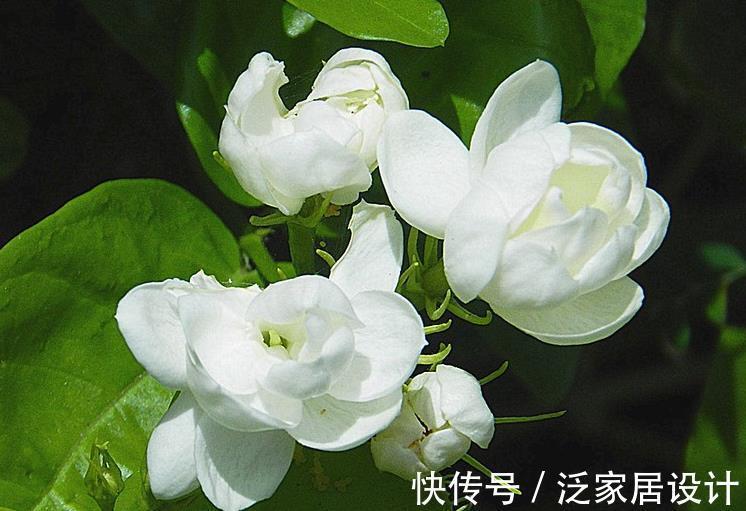 盆栽|想在阳台上养好茉莉花盆栽，有几点你要掌握好，这可是爆盆的秘诀