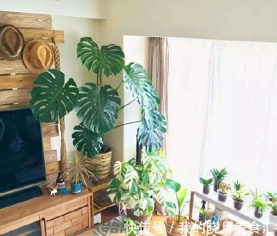 十种健康花,适合现在养,人养花花亦养人,越养空气越“干净”