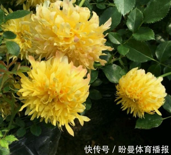 花瓣|10个最奇葩的月季品种,你可能一个都没见过!