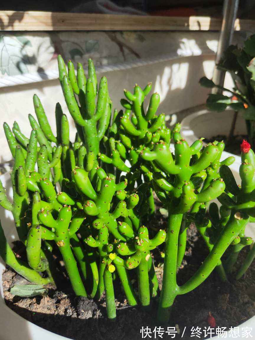 花友|养棵多肉美滋滋,谁知是家中潜藏的毒虫,不知道吃大亏!