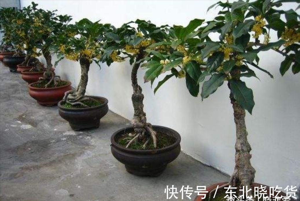 六种“长寿花”,越老越值钱,花开富贵,越养越精贵