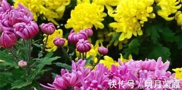 达观|黄庭坚的快意《鹧鸪天》菊花词两首,一首比一首狂放,堪称菊花之醉!