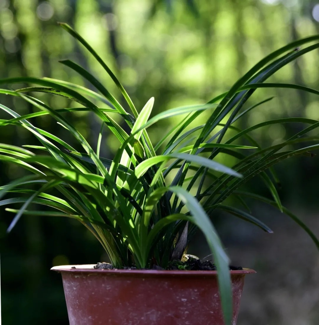 叶片|养兰花如何用好磷酸二氢钾,这几个小妙招,非常实用