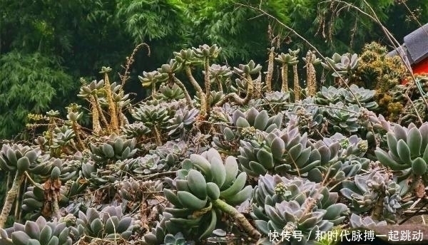 这里的多肉不要钱，长在房顶瓦缝里，还是漂亮大老桩
