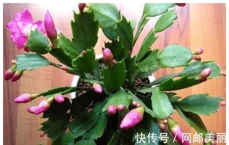 12月份可以扦插“2种花”,30天长成小盆栽,翻过年就能养开