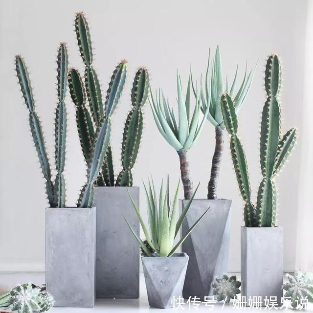 3种“丑花”，长得不怎么样，却能旺运镇宅，关键还好养