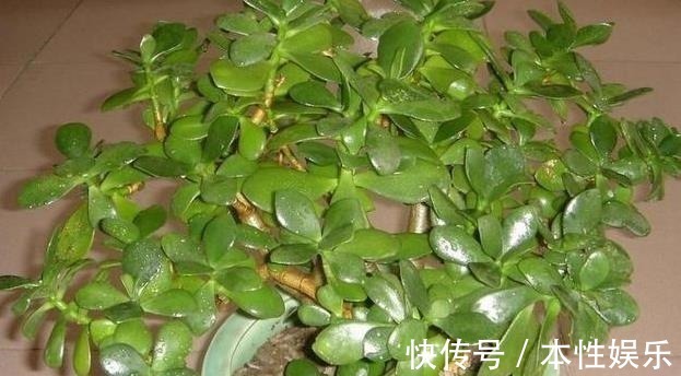 塑料袋|养花土,用一个塑料袋,轻松杀虫灭菌,花盆里一个虫子都没有