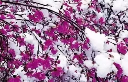 瑞香花|全国56市市花，太美了