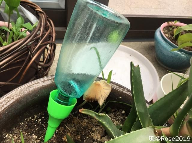 9种花真是老酒鬼,5天一小杯,叶子绿得像打蜡