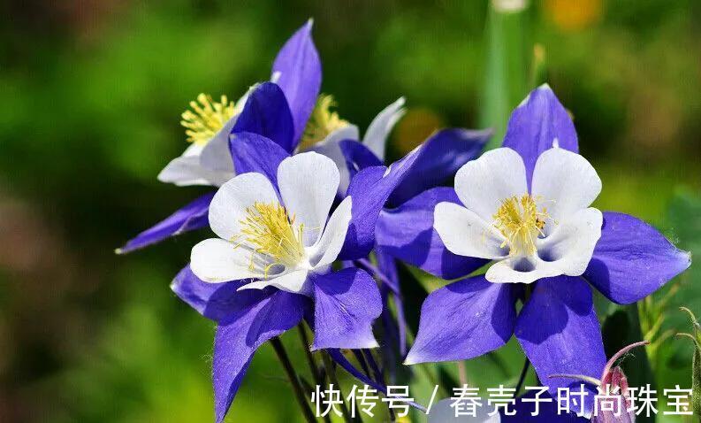 花朵|开满璀璨、奢华的花朵-花神的后花园