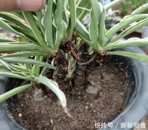 6块钱的吊兰,3年养成老桩,5年变成1棵小树,做好4点就行