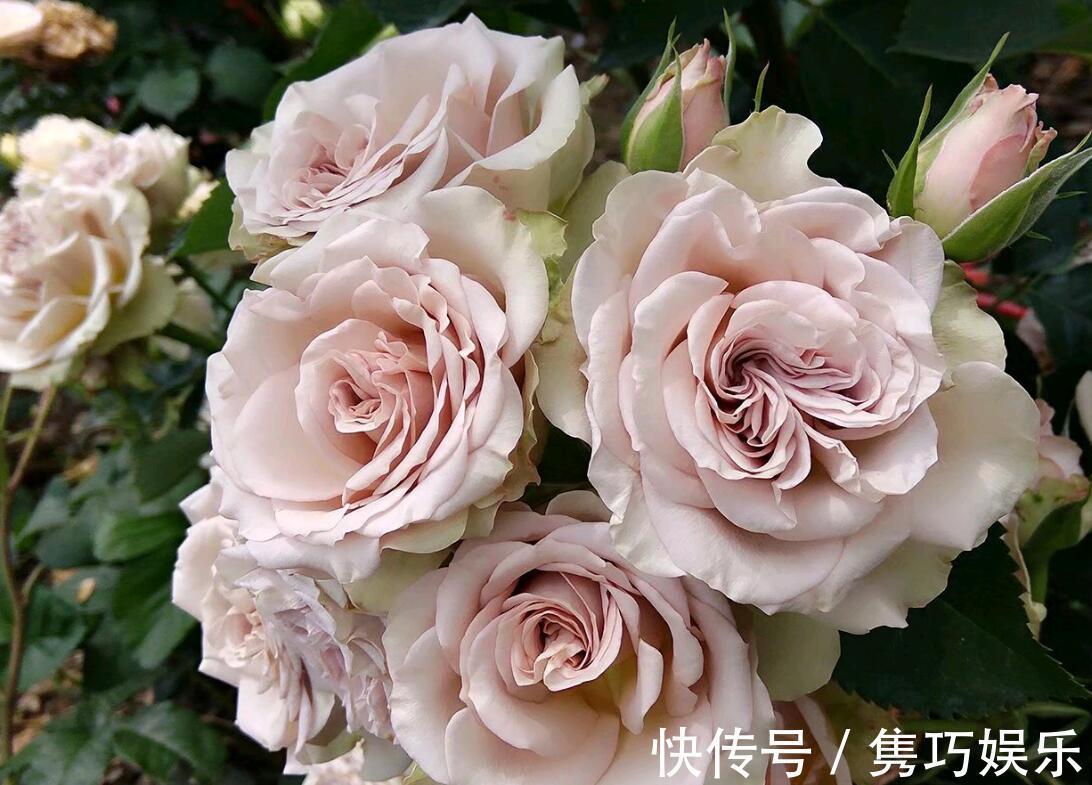 很冷门,但很好看的10款月季,与众不同最配你