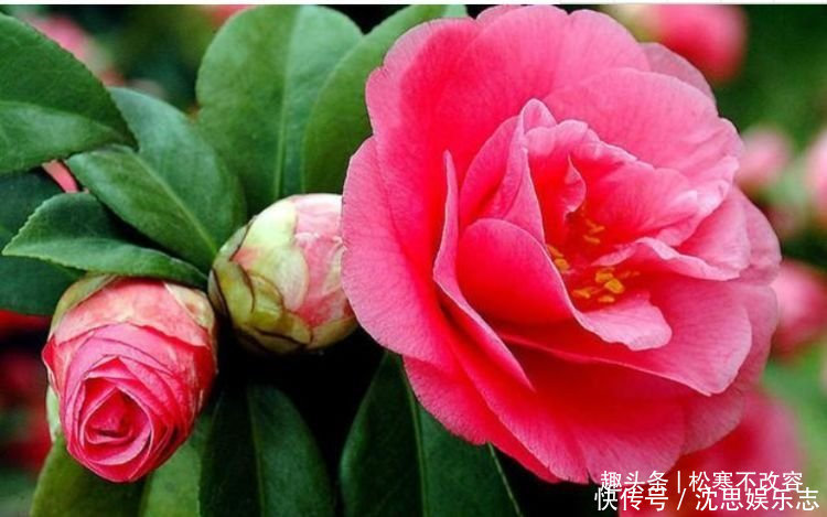 几种花养了就爆盆,好养易活开花漂亮,越不浇水越爆盆