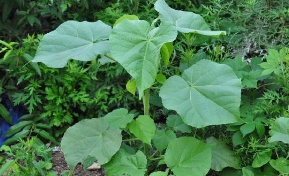 农村|农村一种植物,人称“车轮草”,田野里很多,却能治耳聋、耳鸣