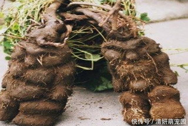 泡水|害怕妇科炎症？女性别慌，常喝3种水，排毒素、养子宫