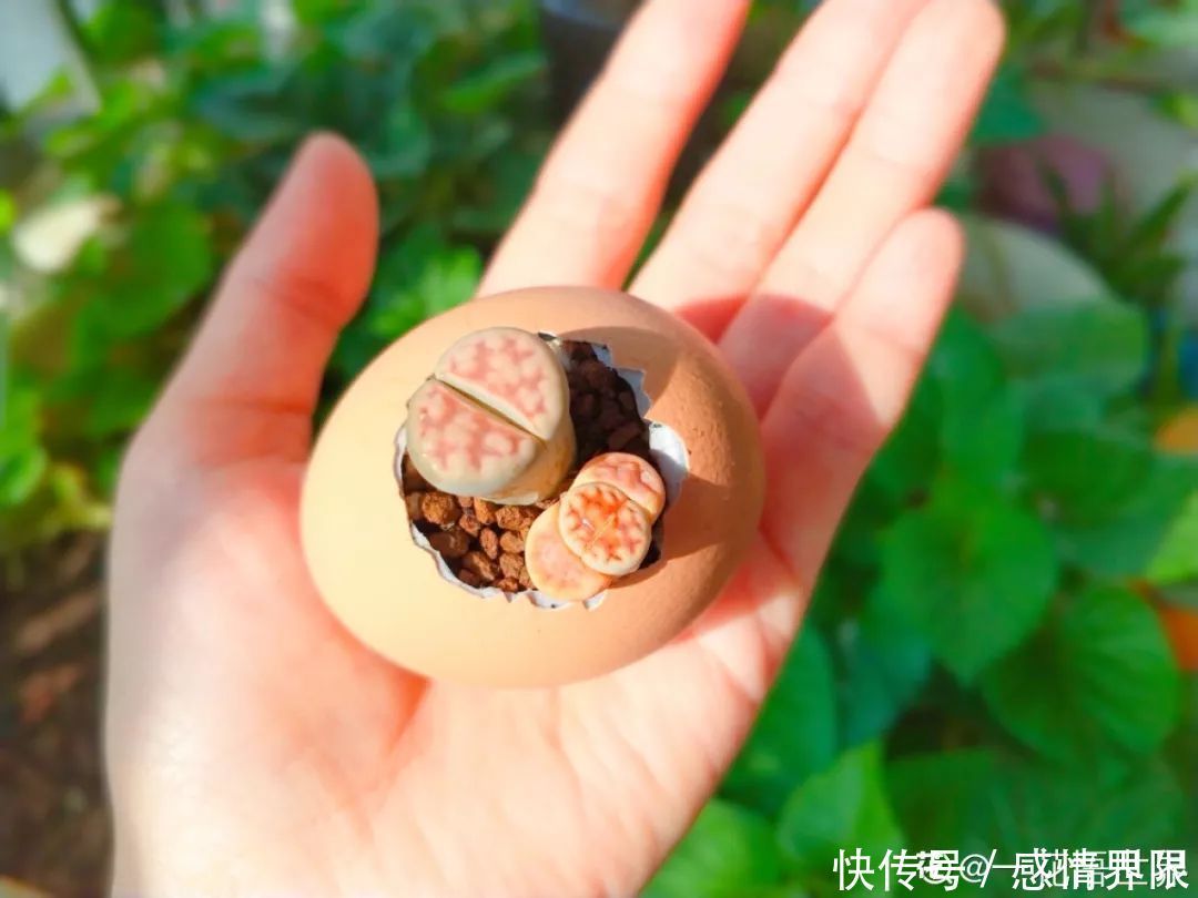 多肉盆栽猪肉这么贵,骨头洗干净种多肉,比花盆还好看