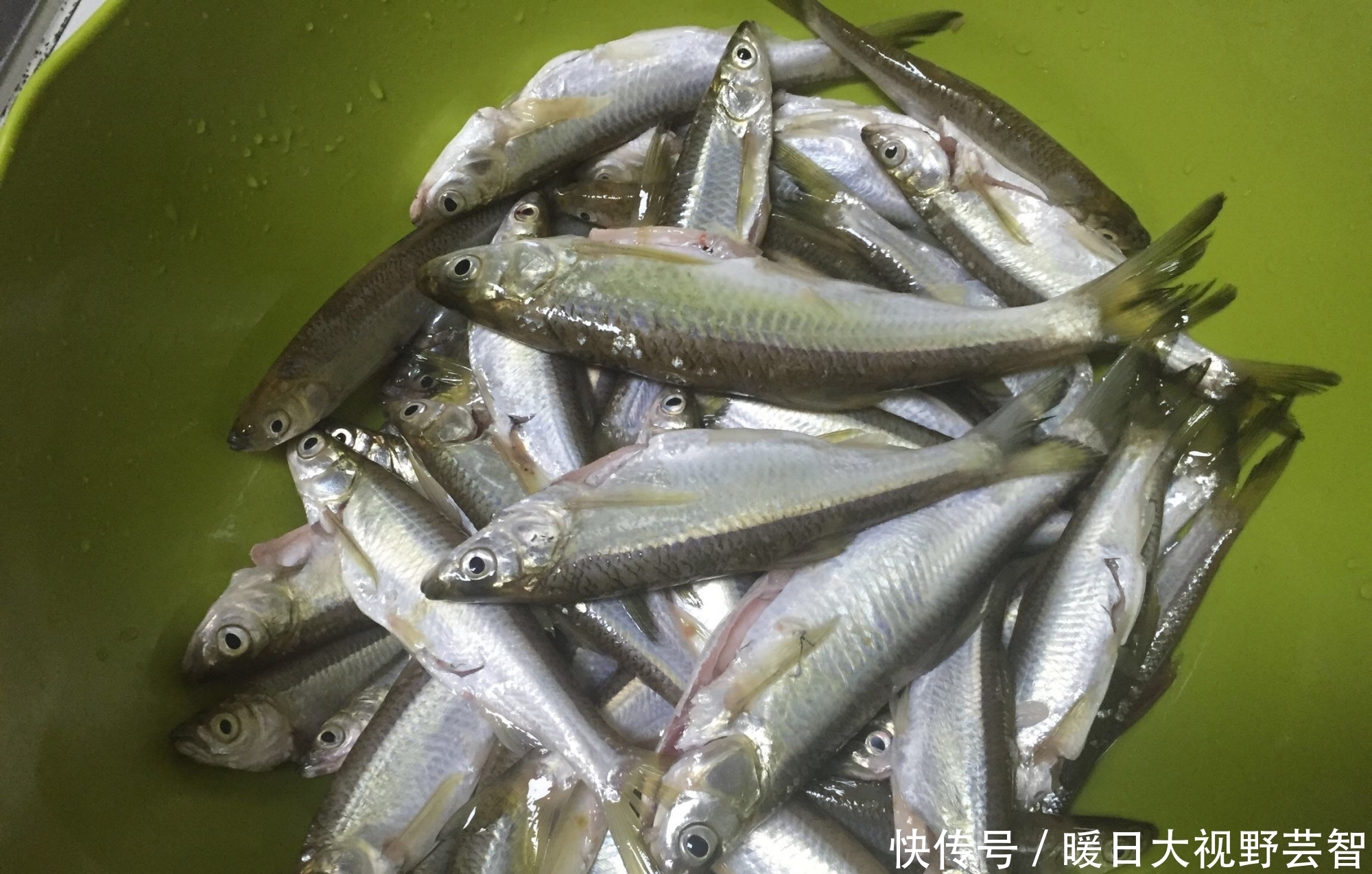 钓鱼|怎样野钓小白条?这个问题可能老钓手都不知道怎么回答,值得收藏