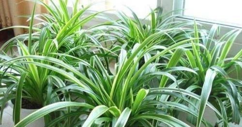 矿泉水瓶|养花:用这些“神奇水”浇灌,盆栽开花变多、叶片绿如冒油