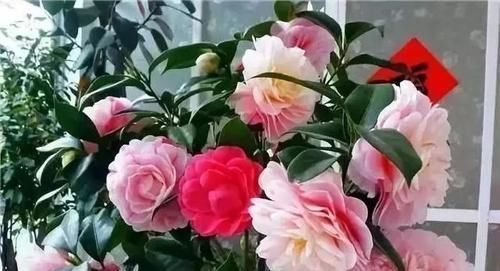 最厉害的养花营养液:给花喝一勺,四季油绿,花开满盆!