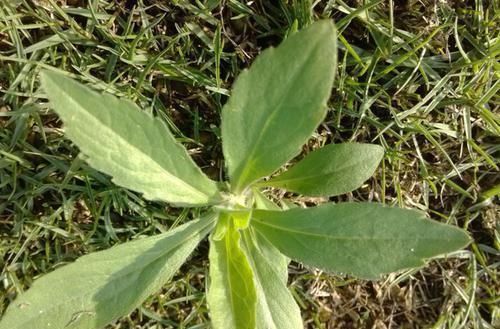 腹泻|这野草农民叫它“醉酒草”,肠胃不舒服全靠它,还能止血祛风湿