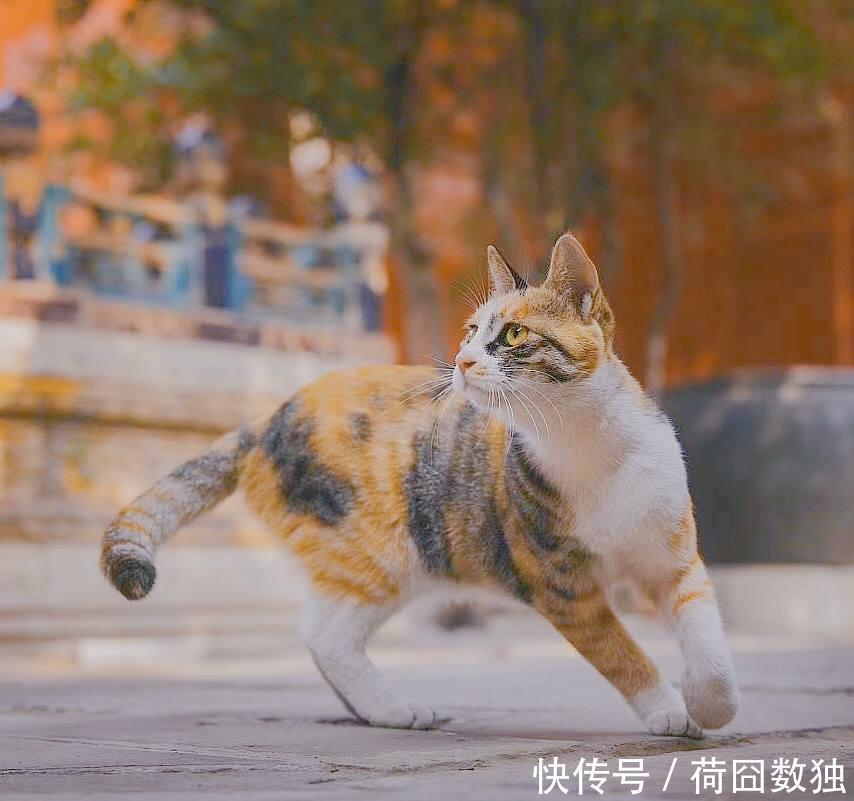 星球|故宫绝美雪景又火了!网友直呼梦回紫禁城,这两款神器更浪漫