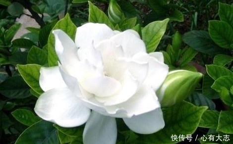 想要养好栀子花,做对一件事,叶子再不黄,还能多开花