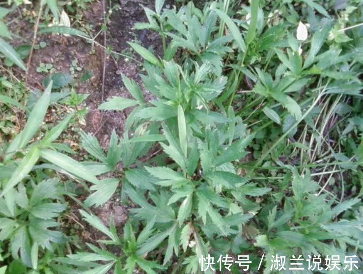 鸭脚板|这野菜叫做“鸭脚板”爽口清脆比白菜好吃，城里人想吃得靠运气